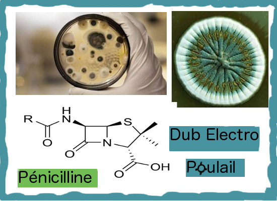 Pénicilline poulail
